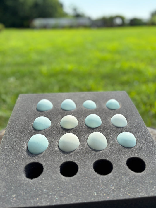 Blue Ameraucana & Wheaten Ameraucana— Fertilized Hatching Eggs (12 count)