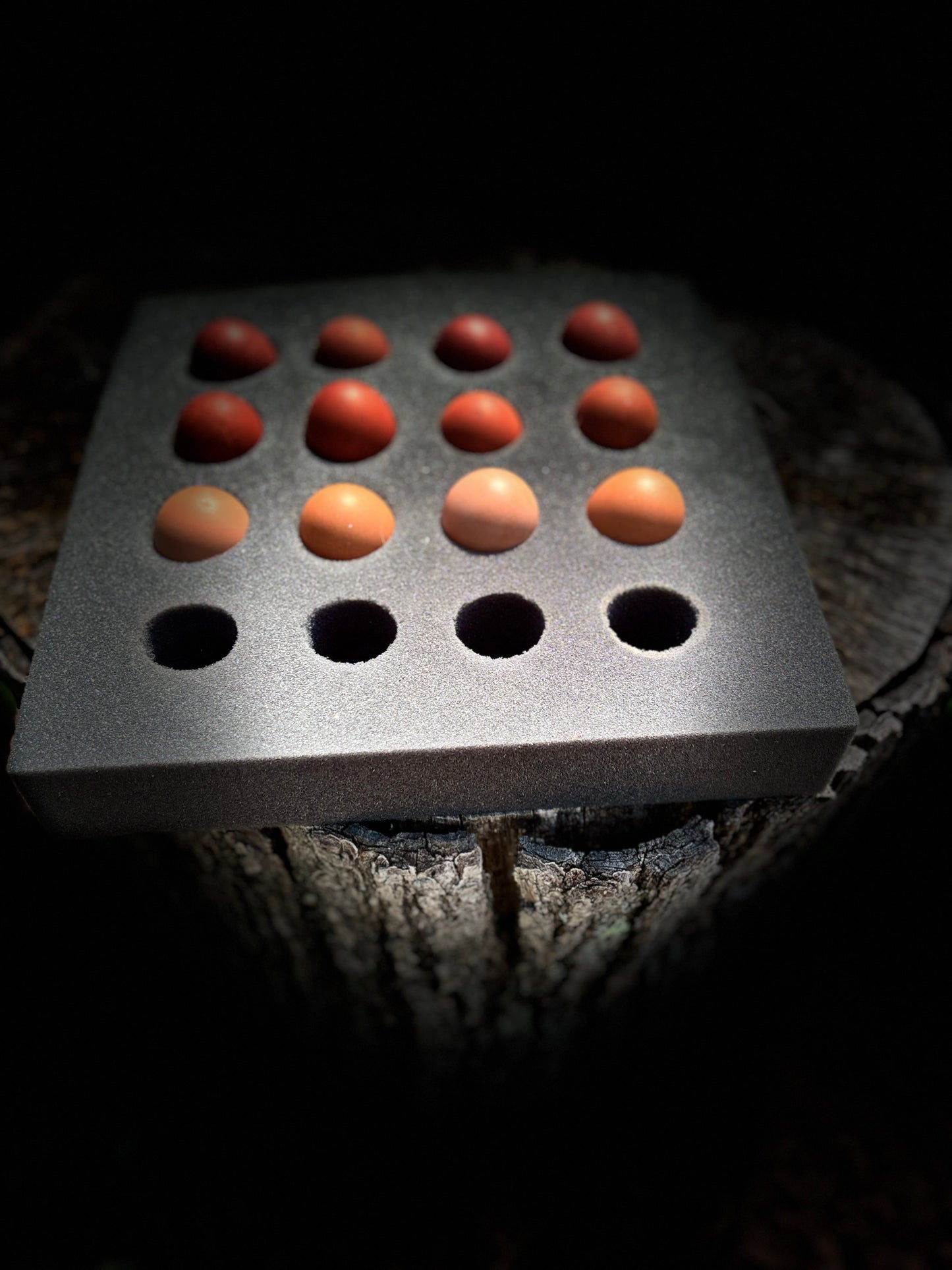 French Black Copper Marans Chick – Rare Chocolate Egg Layer (1–7 Days Old)