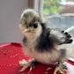 Mottled Bearded Silkie & Satin — Fertilized Hatching Eggs (Mottled Variety)
