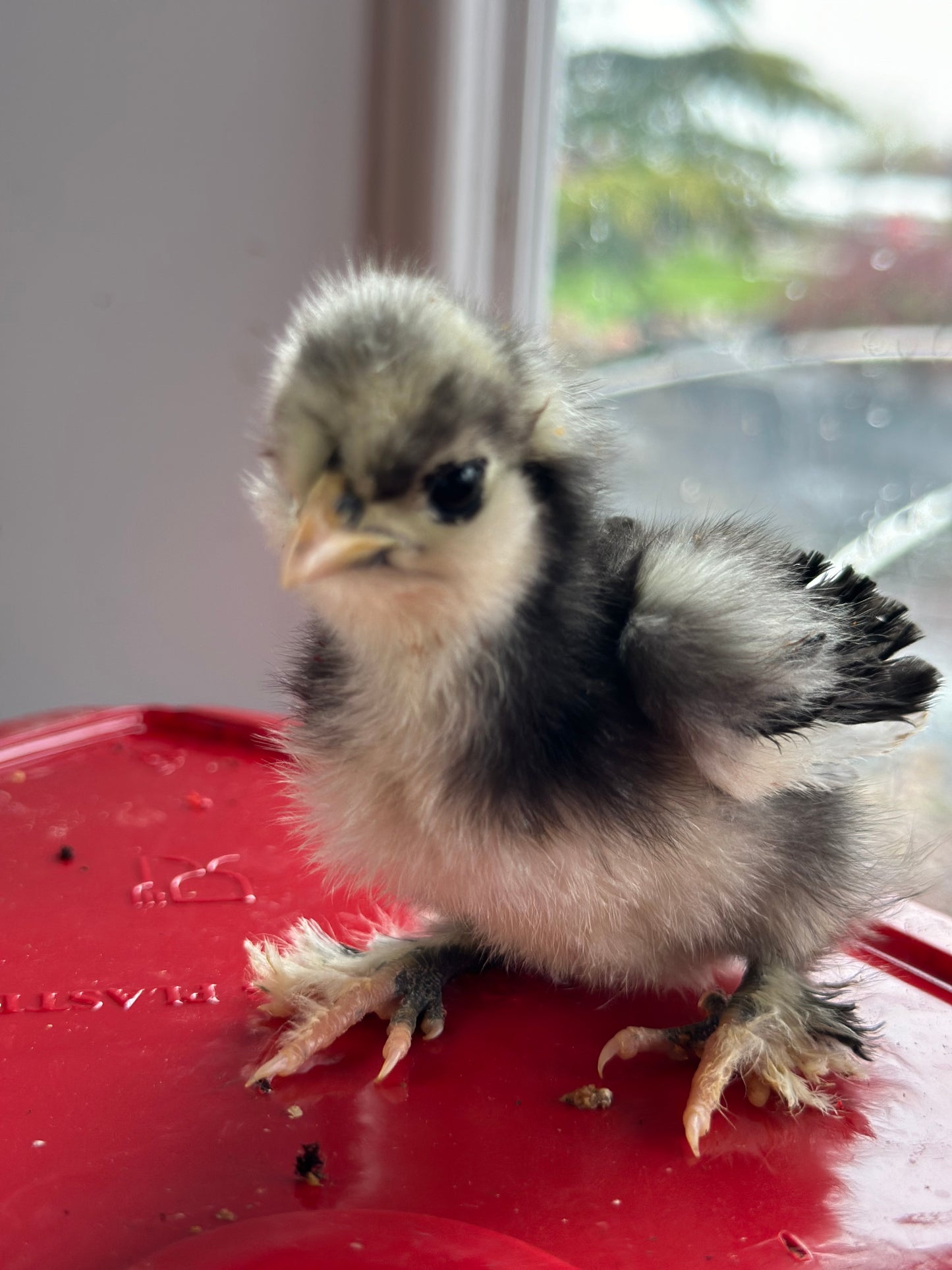 Mottled Bearded Silkie & Satin — Fertilized Hatching Eggs (Mottled Variety)