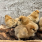 Hens Choice Bearded Silkie — Fertilized Hatching Eggs (Color Variety)