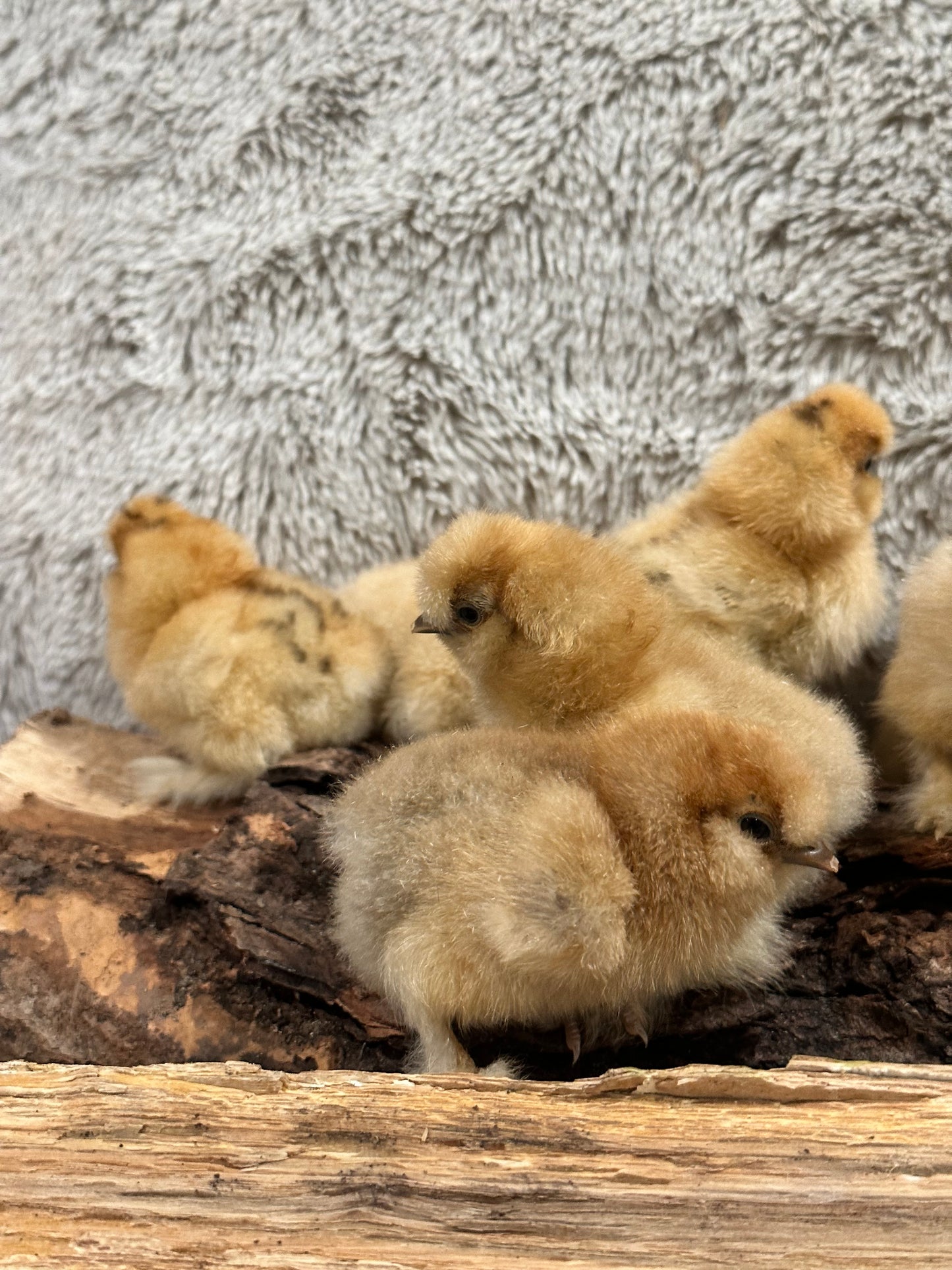 Hens Choice Bearded Silkie — Fertilized Hatching Eggs (Color Variety)