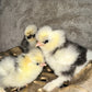Hens Choice Bearded Silkie — Fertilized Hatching Eggs (Color Variety)