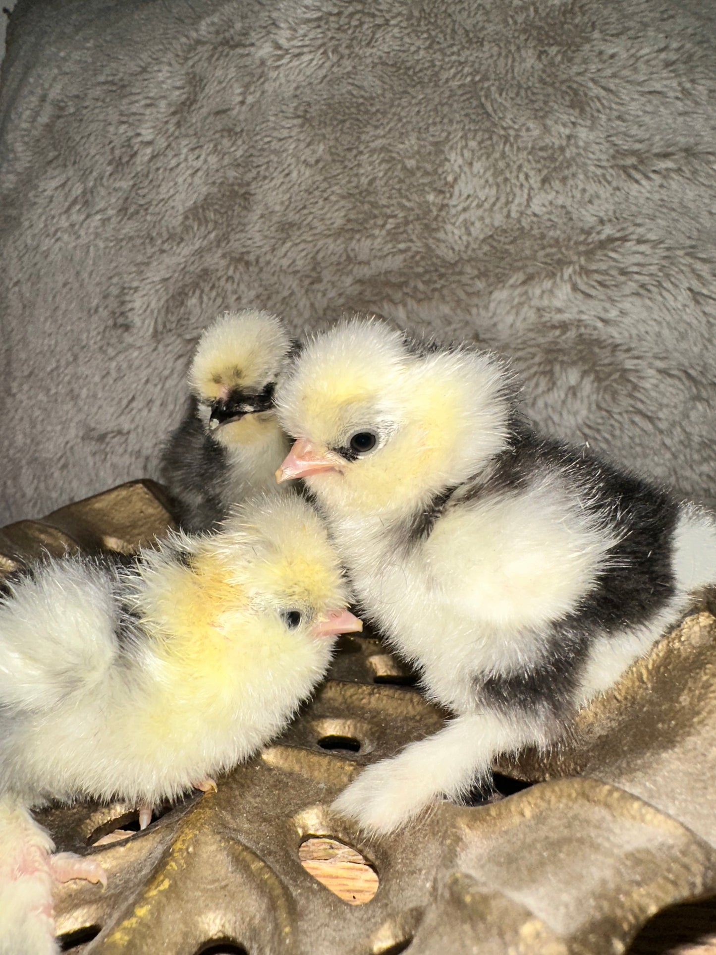 Hens Choice Bearded Silkie — Fertilized Hatching Eggs (Color Variety)