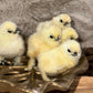Hens Choice Bearded Silkie — Fertilized Hatching Eggs (Color Variety)