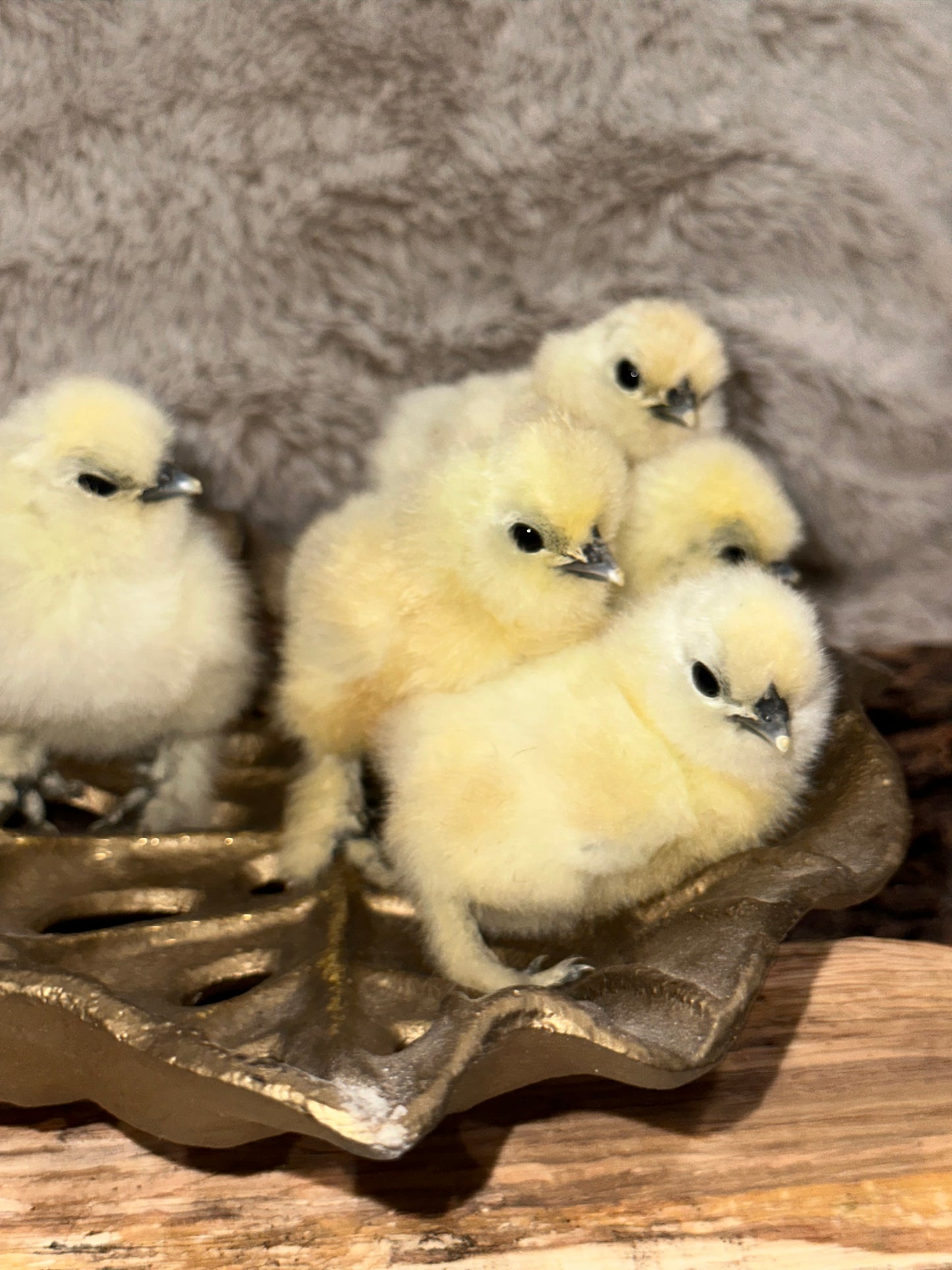 Hens Choice Bearded Silkie — Fertilized Hatching Eggs (Color Variety)