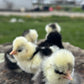Hens Choice Bearded Silkie — Fertilized Hatching Eggs (Color Variety)