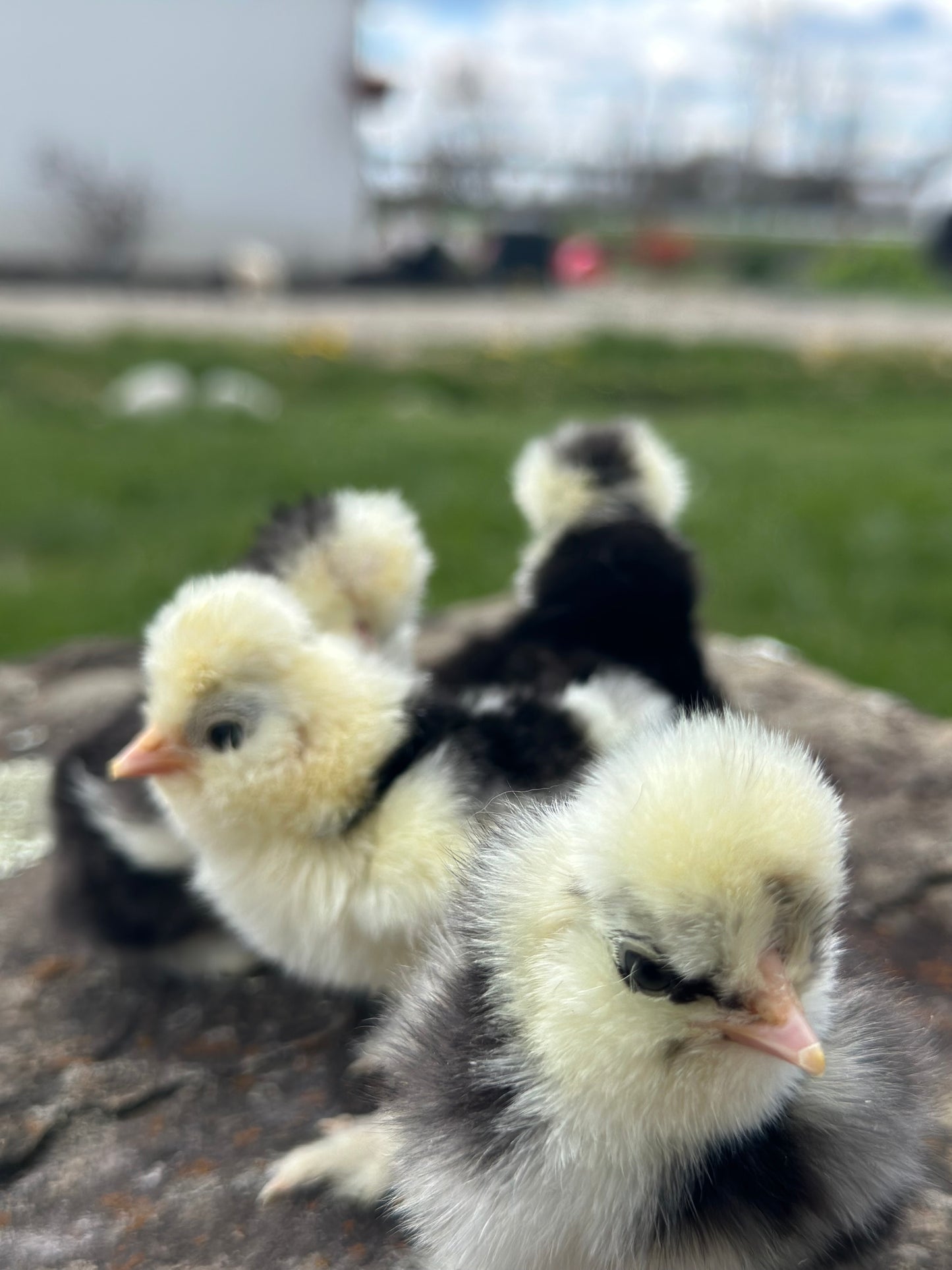 Hens Choice Bearded Silkie — Fertilized Hatching Eggs (Color Variety)