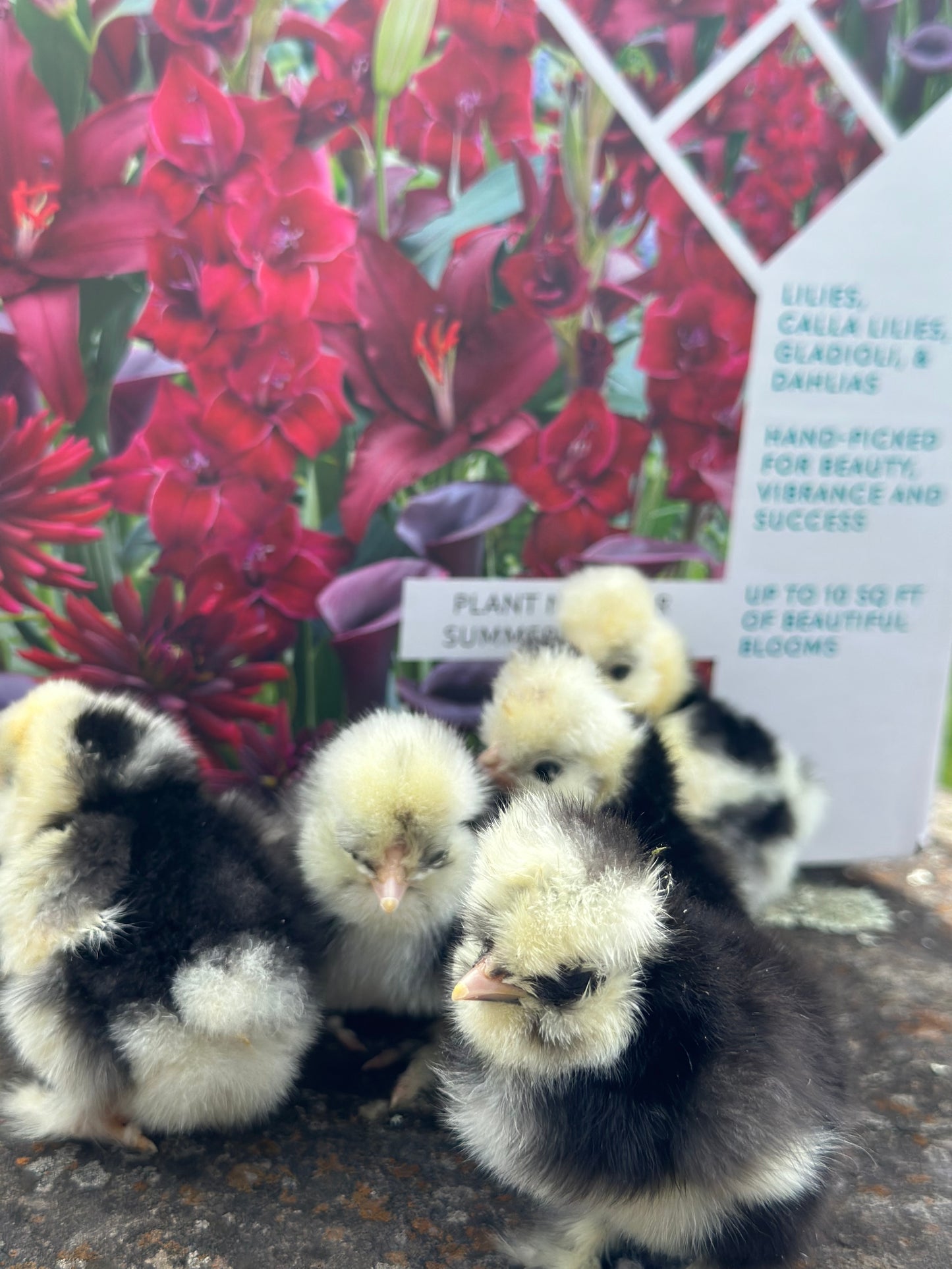 Bearded Silkie Bantam Chick