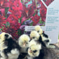 Hens Choice Bearded Silkie — Fertilized Hatching Eggs (Color Variety)