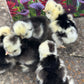 Bearded Silkie Bantam Chick