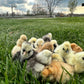 Hens Choice Bearded Silkie — Fertilized Hatching Eggs (Color Variety)