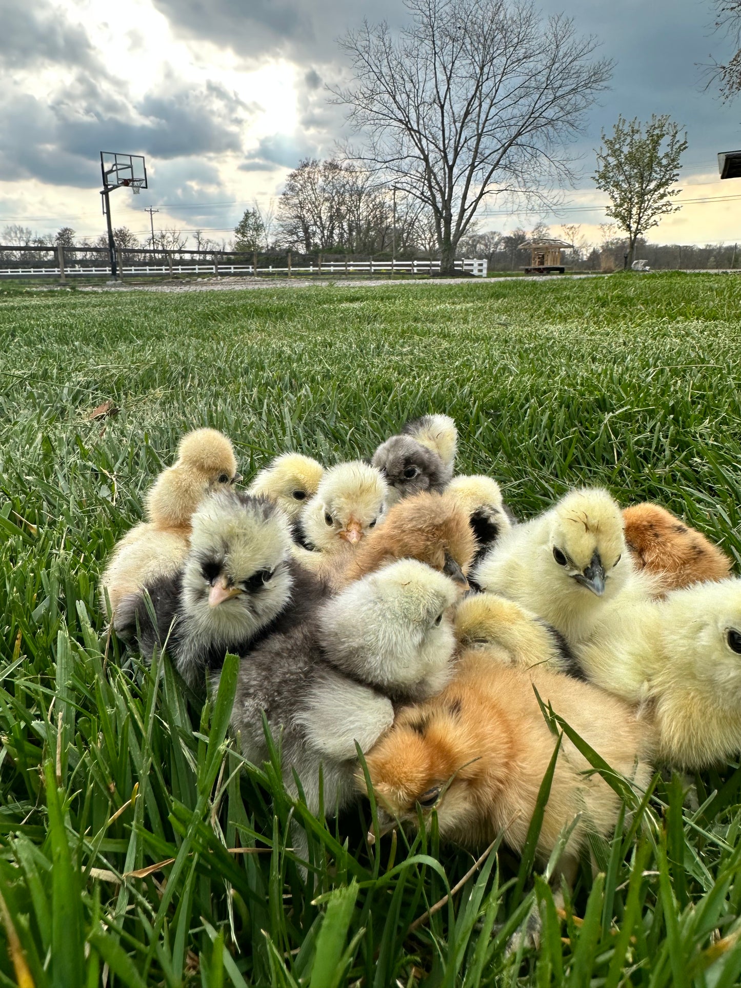 Hens Choice Bearded Silkie — Fertilized Hatching Eggs (Color Variety)