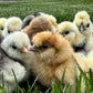 Hens Choice Bearded Silkie — Fertilized Hatching Eggs (Color Variety)