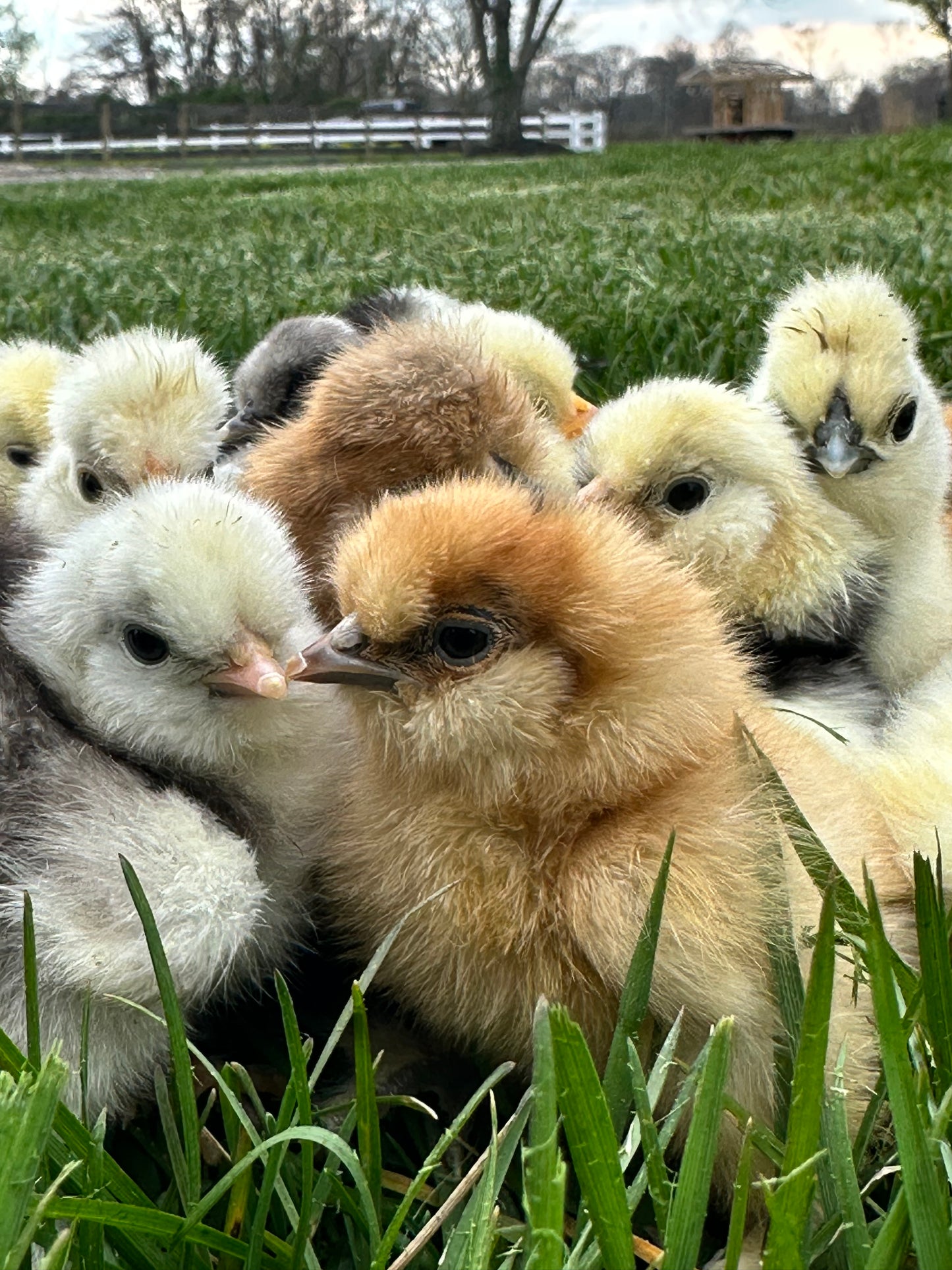 Hens Choice Bearded Silkie — Fertilized Hatching Eggs (Color Variety)