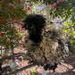 Mottled Bearded Silkie & Satin — Fertilized Hatching Eggs (Mottled Variety)