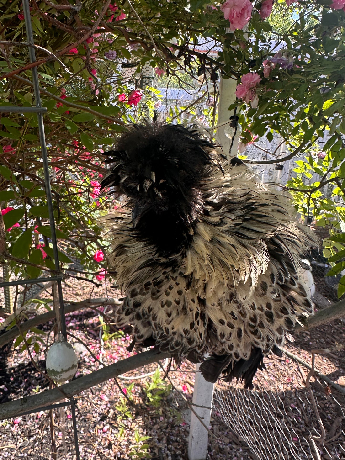 Mottled Bearded Silkie & Satin — Fertilized Hatching Eggs (Mottled Variety)
