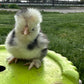 Bearded Silkie Bantam Chick