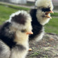 Hens Choice Bearded Silkie — Fertilized Hatching Eggs (Color Variety)