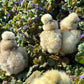 Hens Choice Bearded Silkie — Fertilized Hatching Eggs (Color Variety)