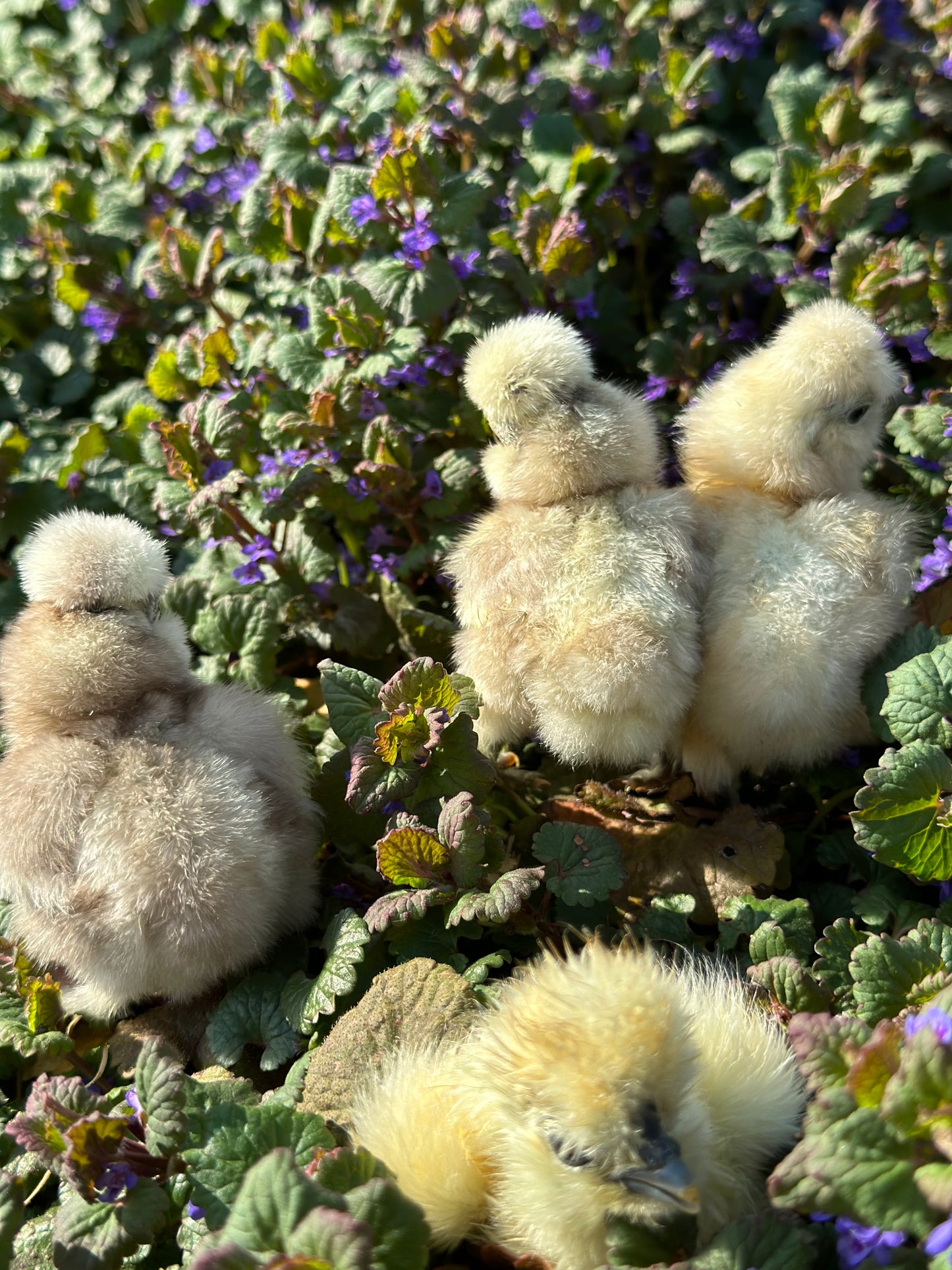 Hens Choice Bearded Silkie — Fertilized Hatching Eggs (Color Variety)