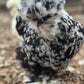 Mottled Bearded Silkie & Satin — Fertilized Hatching Eggs (Mottled Variety)