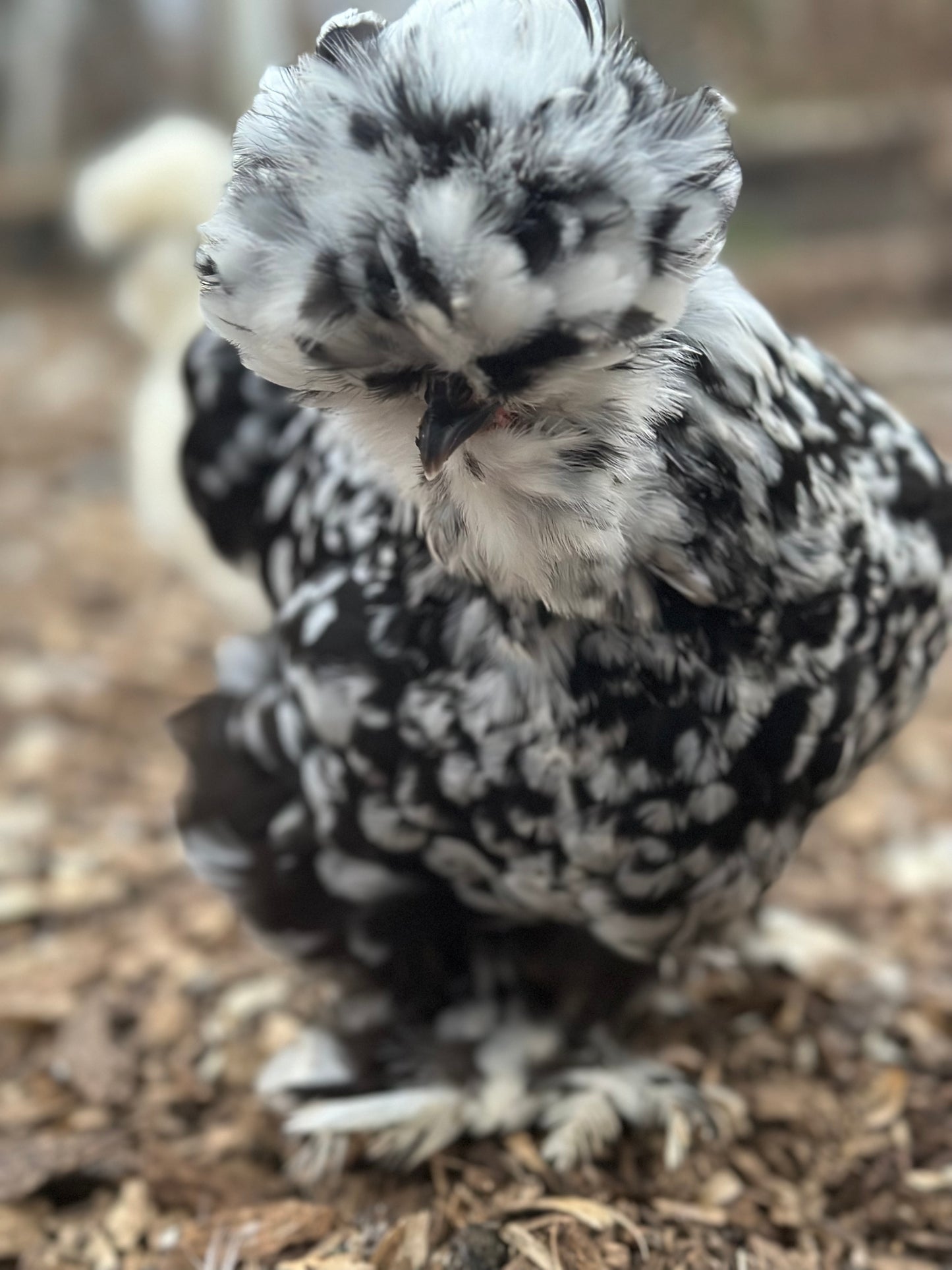 Mottled Bearded Silkie & Satin — Fertilized Hatching Eggs (Mottled Variety)
