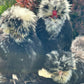 Mottled Bearded Silkie & Satin — Fertilized Hatching Eggs (Mottled Variety)