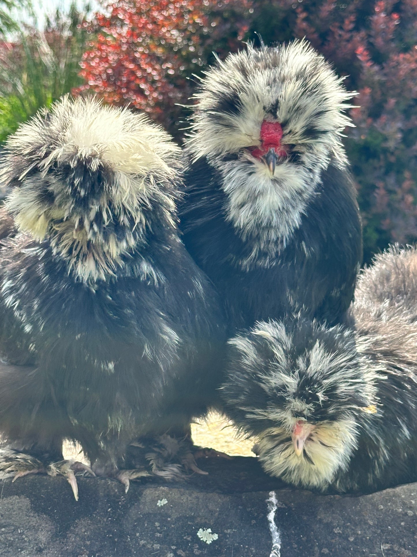 Mottled Bearded Silkie & Satin — Fertilized Hatching Eggs (Mottled Variety)