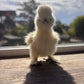 Bearded Silkie Bantam Chick