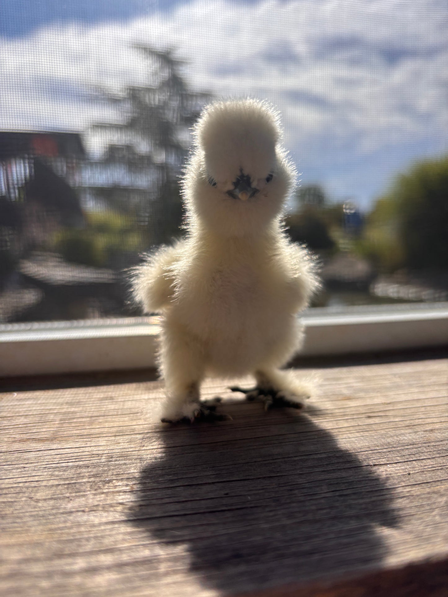 Bearded Silkie Bantam Chick