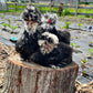 Mottled Bearded Silkie & Satin — Fertilized Hatching Eggs (Mottled Variety)