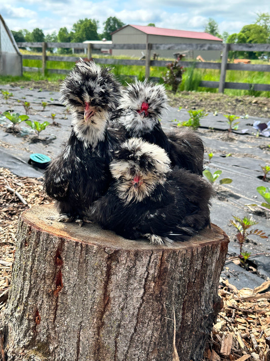 Mottled Bearded Silkie & Satin — Fertilized Hatching Eggs (Mottled Variety)