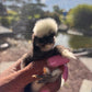 Bearded Silkie Bantam Chick