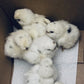 Bearded Silkie Bantam Chick