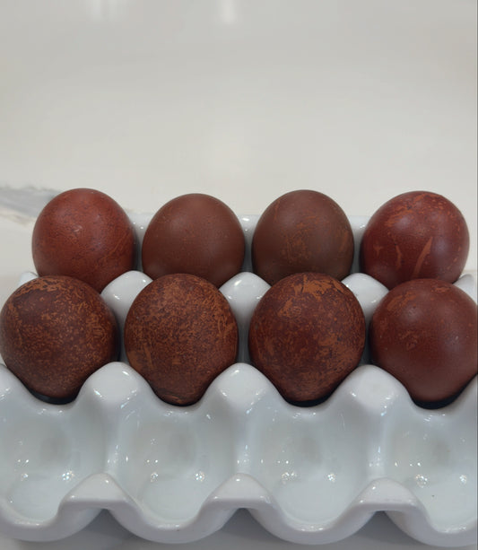 Fertilized Black Copper Marans Hatching Eggs – Deep Chocolate Egg Layers