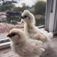 Satin Frizzle Chicks