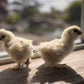 Satin Frizzle Chicks