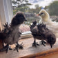 Satin Frizzle Chicks