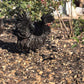 Mottled Bearded Silkie & Satin — Fertilized Hatching Eggs (Mottled Variety)