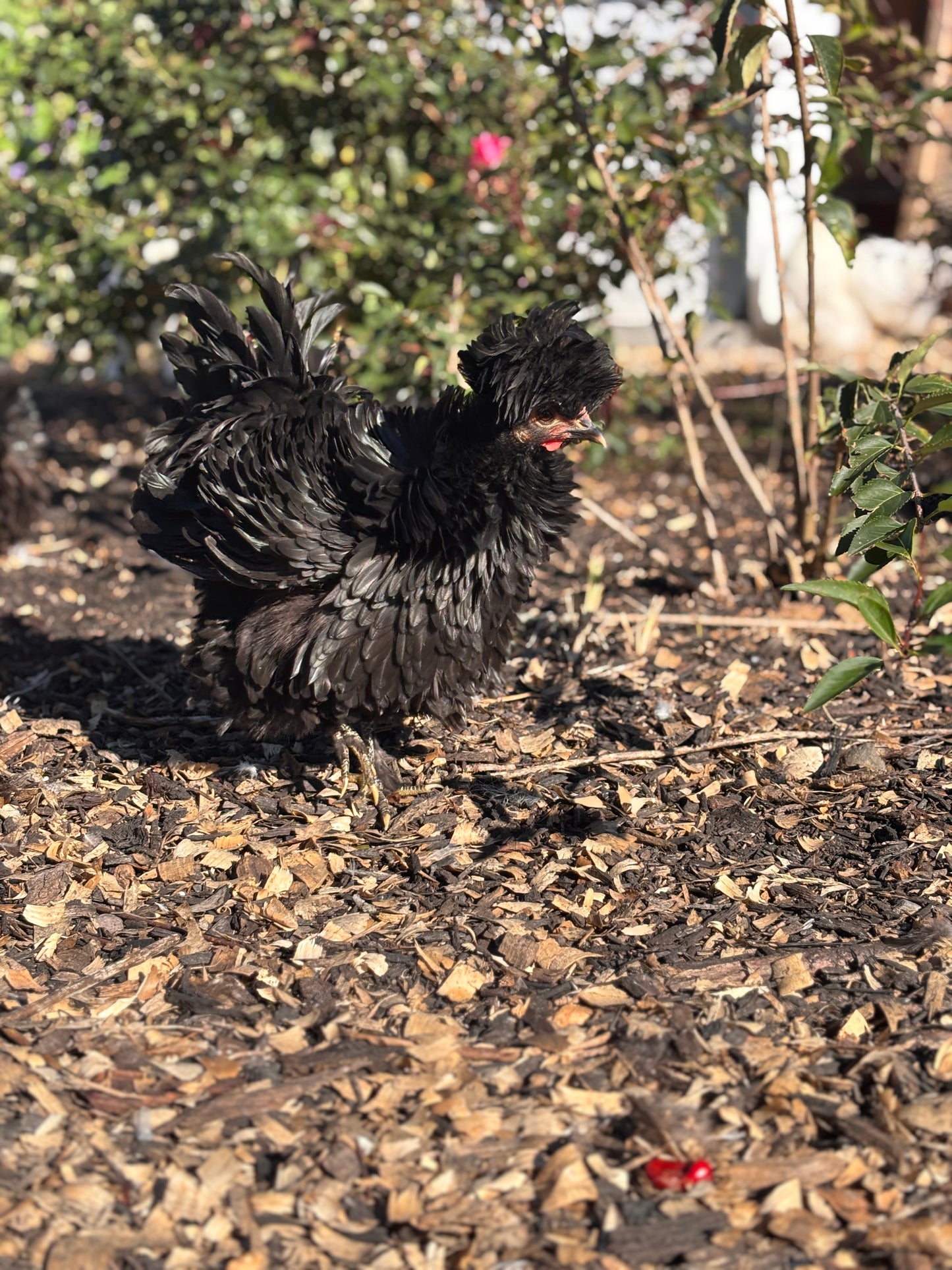 Mottled Bearded Silkie & Satin — Fertilized Hatching Eggs (Mottled Variety)