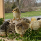 8 Barn Yard Rainbow Mix Chicks