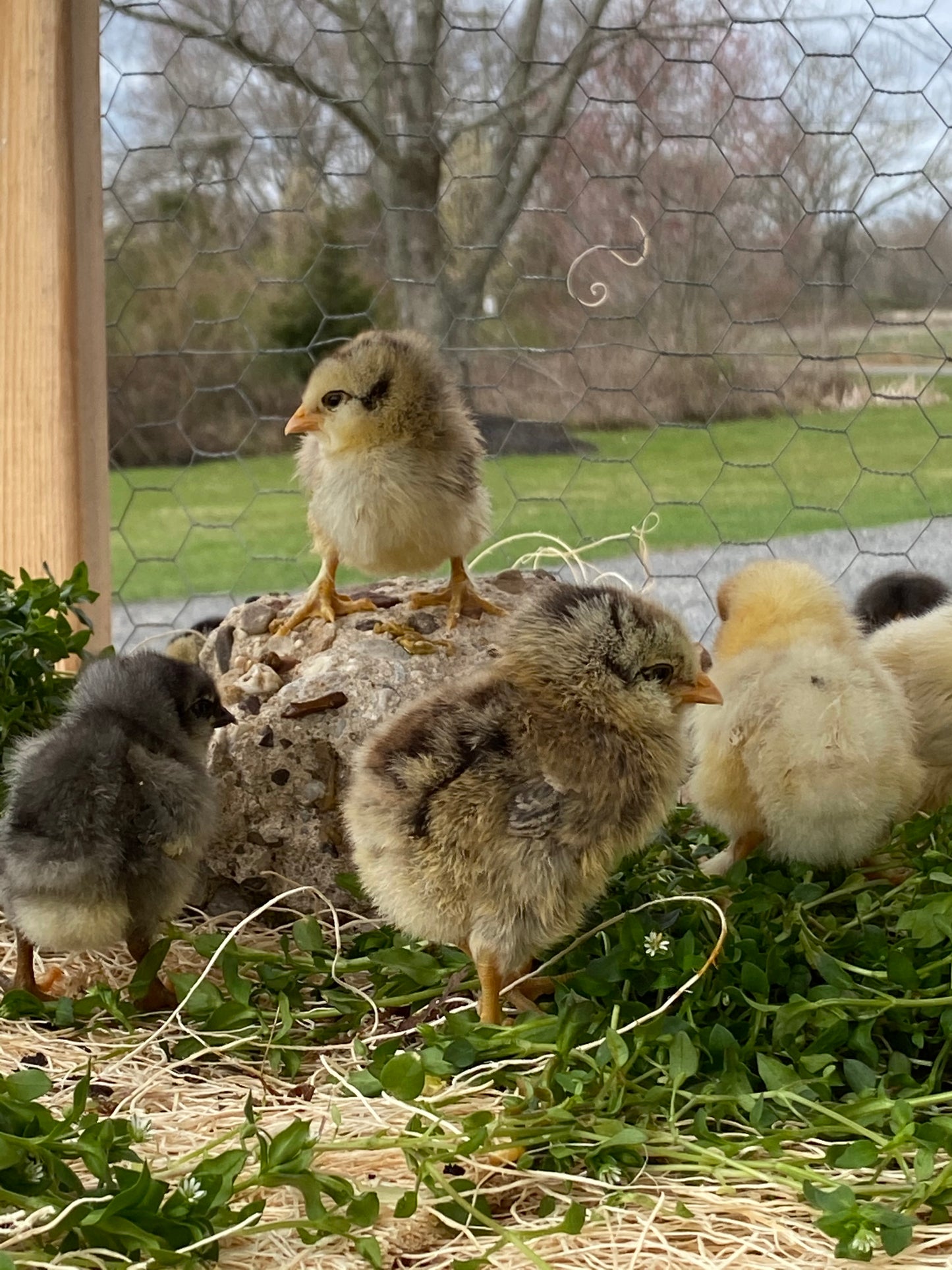 8 Barn Yard Rainbow Mix Chicks