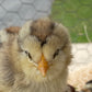 Olive Egger Chick (0-2 Weeks Old) - Shades Of Green