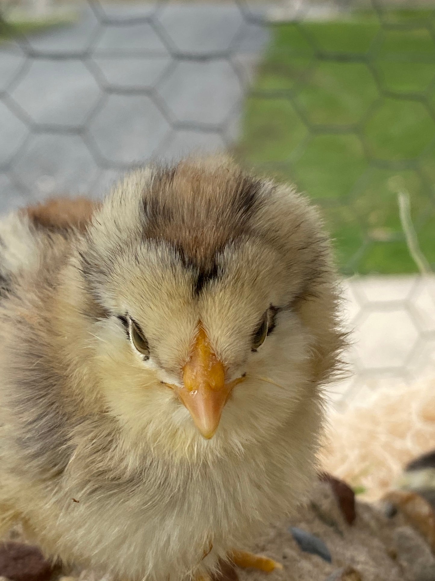 Olive Egger Chick (0-2 Weeks Old) - Shades Of Green