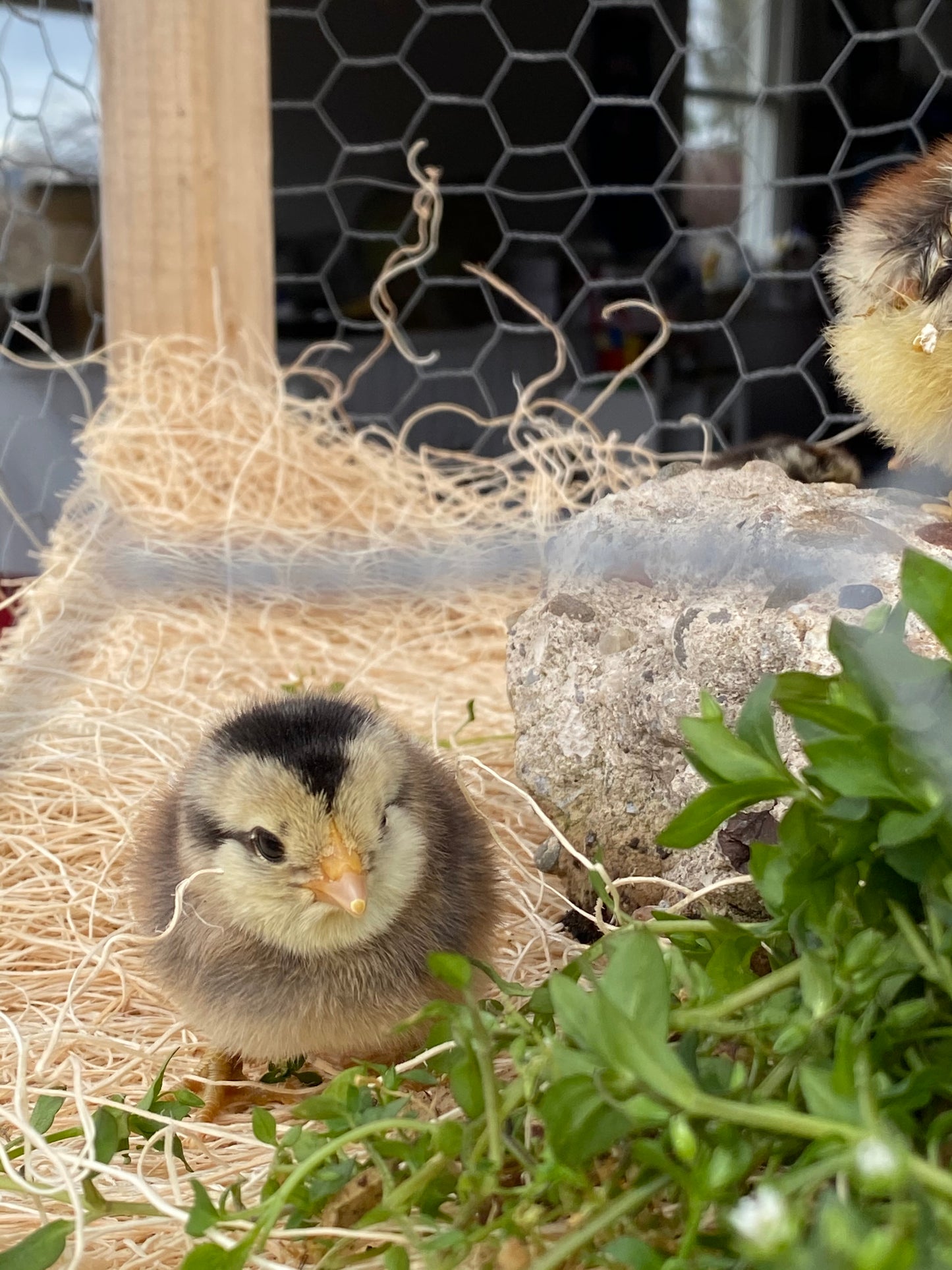 8 Barn Yard Rainbow Mix Chicks