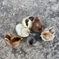 Olive Egger Chick (0-2 Weeks Old) - Shades Of Green