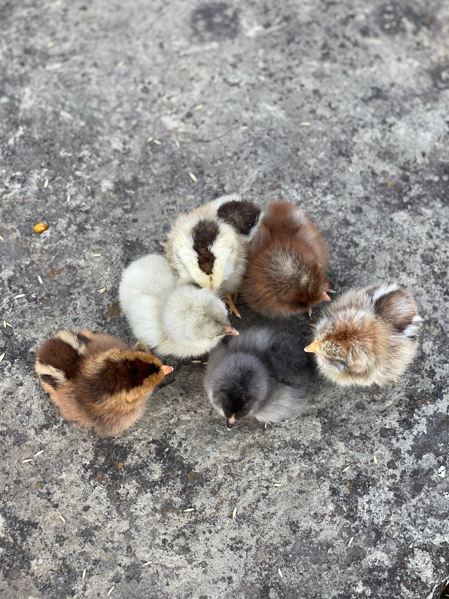 Olive Egger Chick (0-2 Weeks Old) - Shades Of Green