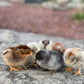 Olive Egger Chick (0-2 Weeks Old) - Shades Of Green
