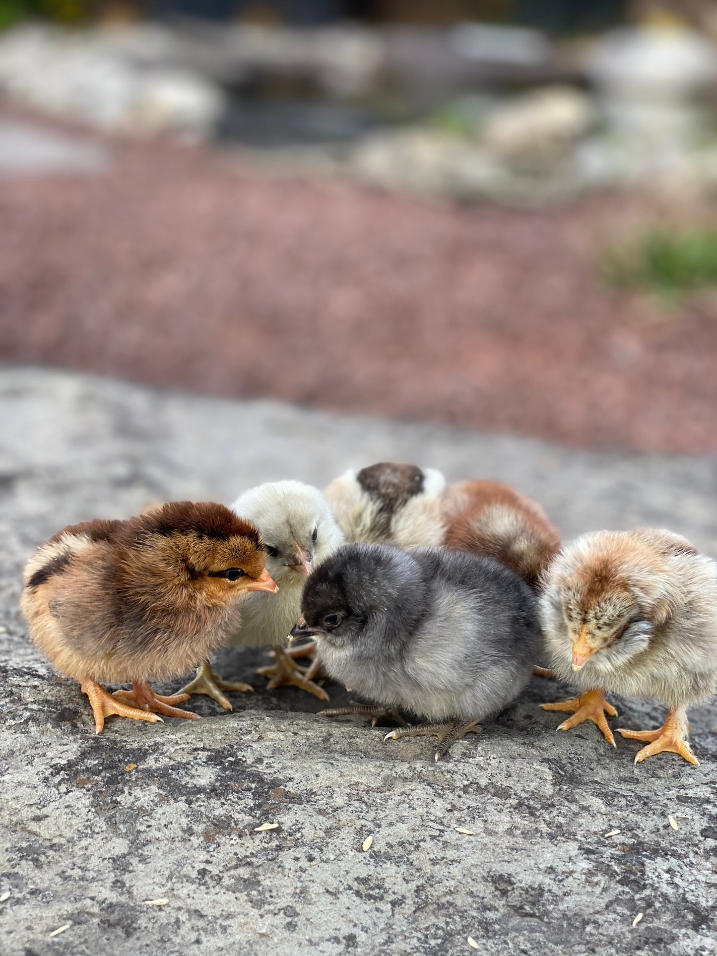 Olive Egger Chick (0-2 Weeks Old) - Shades Of Green